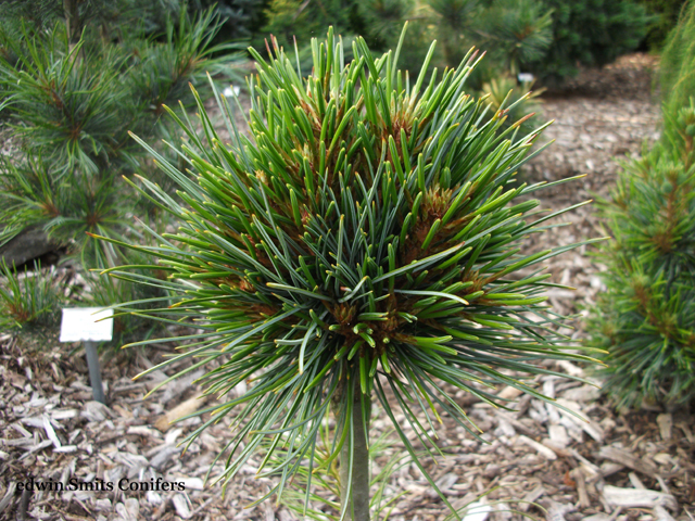 Pinus koraiensis 'China Boy'